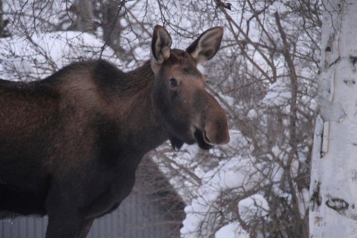 jimmy-carter-cared-about-the-alaskan-wilderness