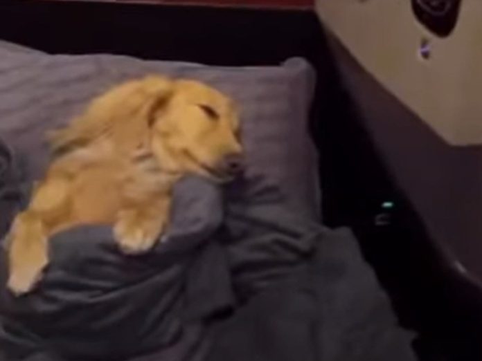 dog-gets-to-sleep-in-business-class-lie-flat-bed-on-flight