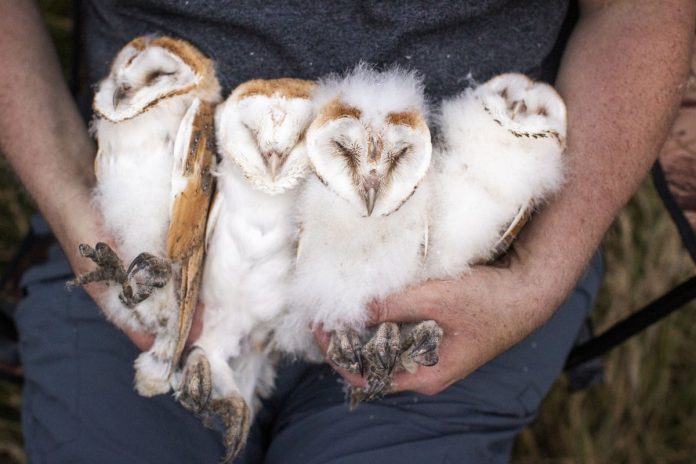 northern-ireland-celebrates-as-bumper-year-for-barn-owls-gives-boost-to-its-fragile-population