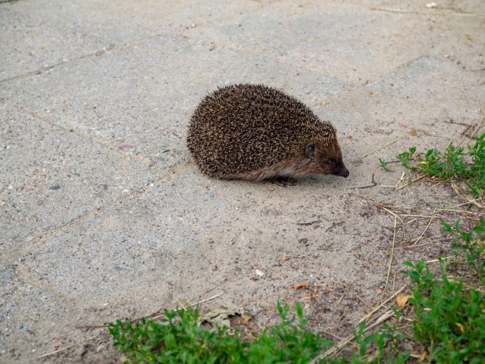 air-new-zealand-flight-delayed-by-hedgehog-on-the-runway