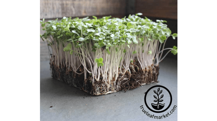 microgreens-seeds-to-grow-on-your-farm