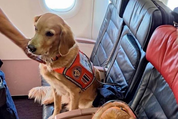 ‘hero’-dogs-who-helped-with-turkey-earthquake-rescues-get-first-class-seats-on-flight-home