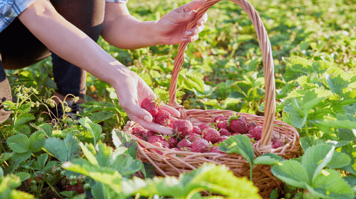 how-to-start-a-strawberry-farm