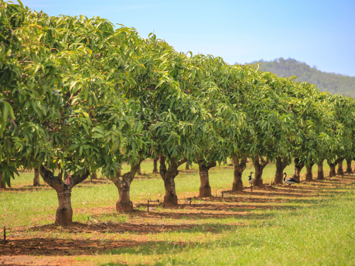 how-to-start-a-tree-farm