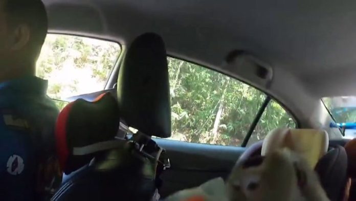 astonishing-moment-brazen-monkey-climbs-inside-moving-car-to-steal-food