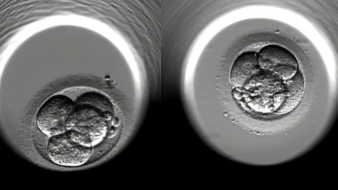 the-people-rooting-for-the-end-of-ivf