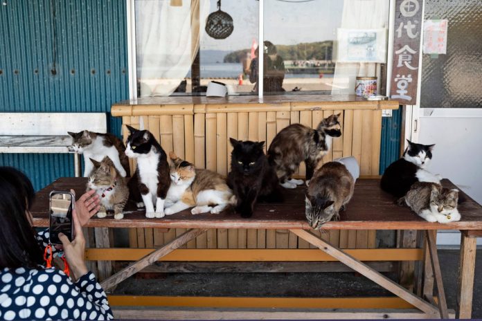 the-tiny-island-where-cats-outnumber-humans-–-and-made-it-a-tourist-destination