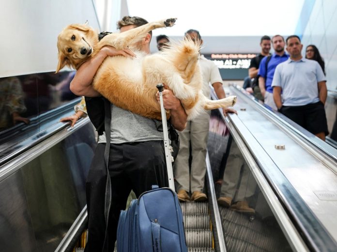 new-rules-about-traveling-with-dogs-begin-this-week.-here’s-what-to-know