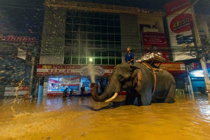 elephants-and-tourists-rescued-as-extreme-flooding-hits-popular-thai-city